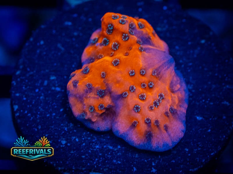 WWC Dragonfruit Monti coral image from ReefRivals, listed as Montipora sp. and Montis
