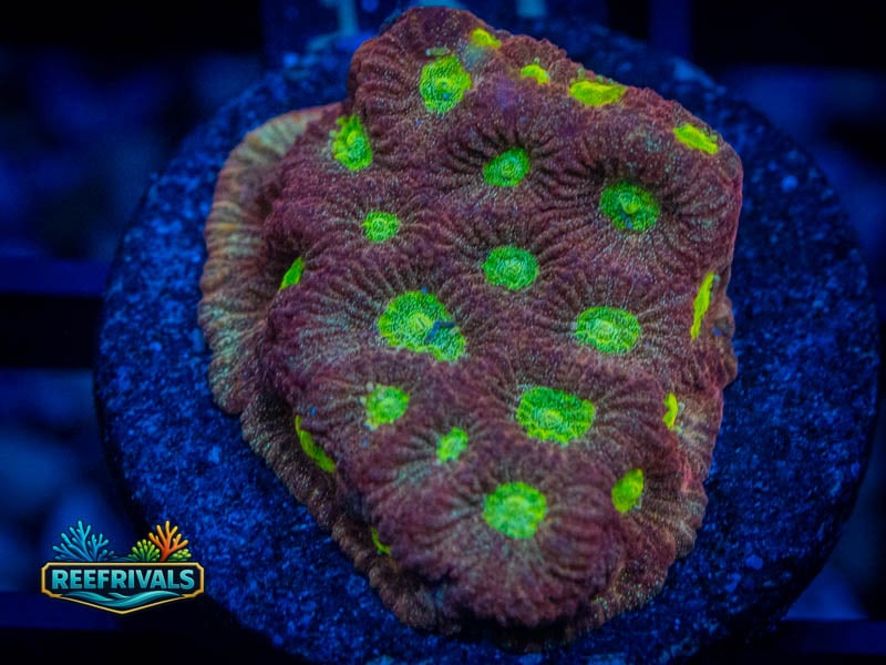 RVL Spicy Lemon Favia coral image from ReefRivals, listed as Favia sp. and Favias