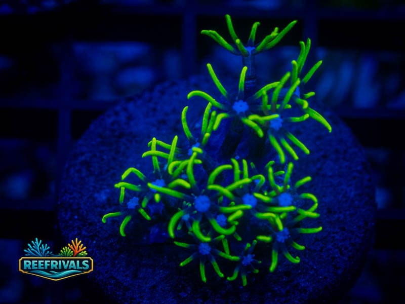 RVL Blue Core GSP coral image from ReefRivals, listed as Briareum sp. and Soft Coral