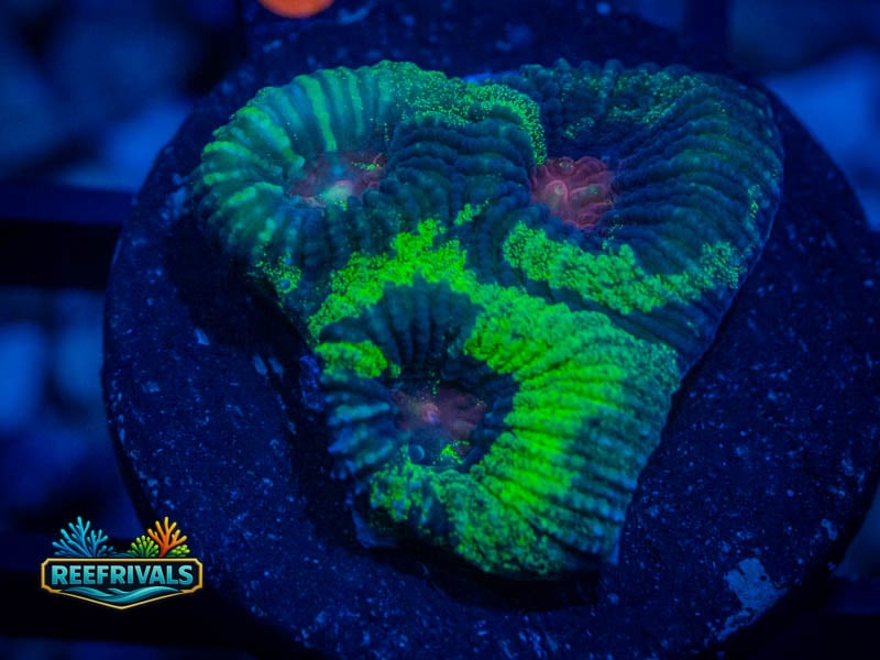 TSA Antivenom Favia WYSIWYG coral image | ReefRivals TSA Antivenom Favia coral image from ReefRivals, listed as Favia sp. and Favias