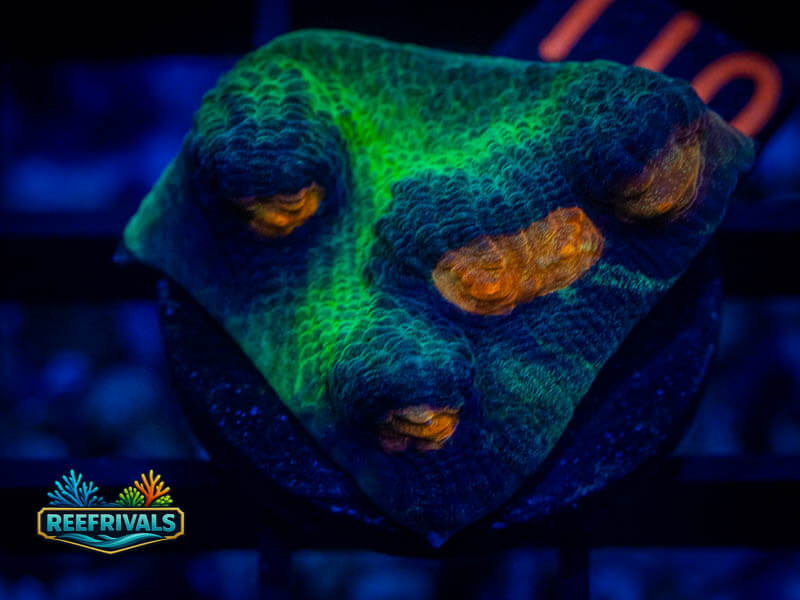 WA Treasure Cove Chalice WYSIWYG coral image | ReefRivals WA Treasure Cove Chalice coral image from ReefRivals, listed as Echinophyllia sp. and Chalices