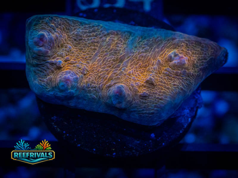 RVL Princess Peach Chalice coral image from ReefRivals, listed as Echinophyllia sp. and Chalices