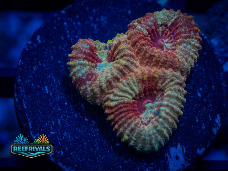 RVL Blood Red Favia coral image from ReefRivals, listed as Favia sp. and Favias