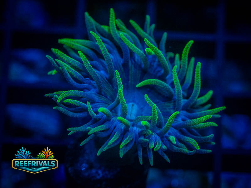 RVL Spirit Keepr Duncan coral image from ReefRivals, listed as Duncanopsammia axifuga and Duncans