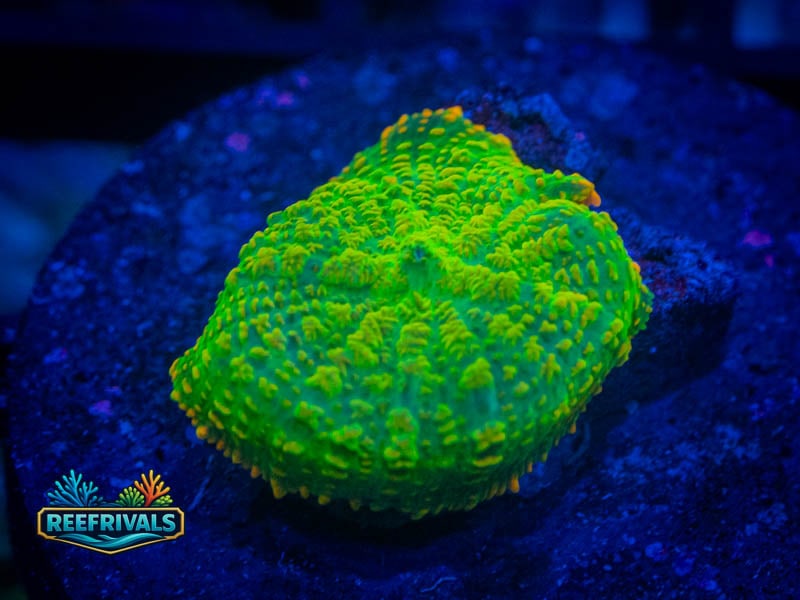 TSA Tequila Sunrise Mushroom coral image from ReefRivals, listed as Rhodactis spp. and Mushrooms