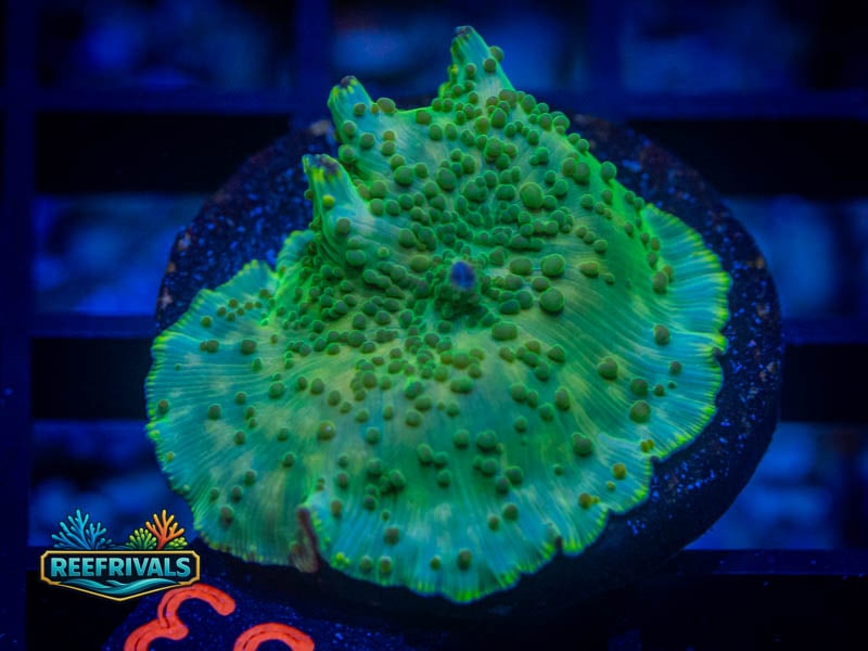 RVL Polkadot Mushroom coral image from ReefRivals, listed as Discosoma spp. and Mushrooms