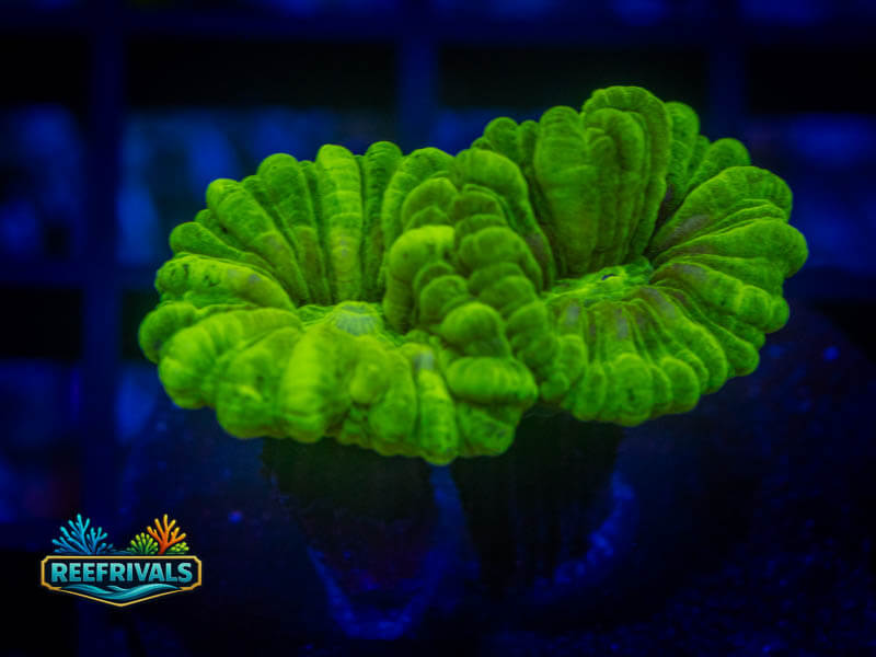 RVL Kryptonite Candy Cane coral image from ReefRivals, listed as Caulastrea sp. and LPS Branching