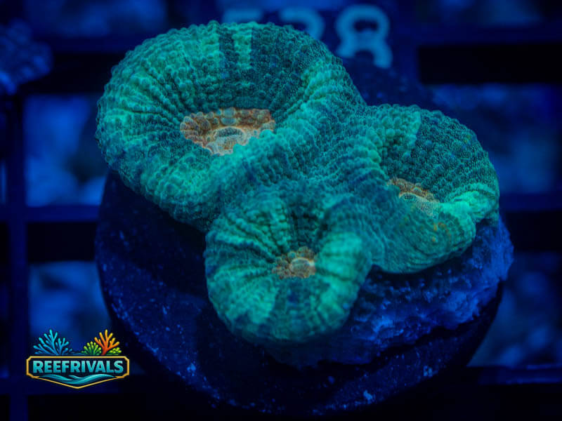 QCC Citrus Core Favia coral image from ReefRivals, listed as Favia sp. and Favias