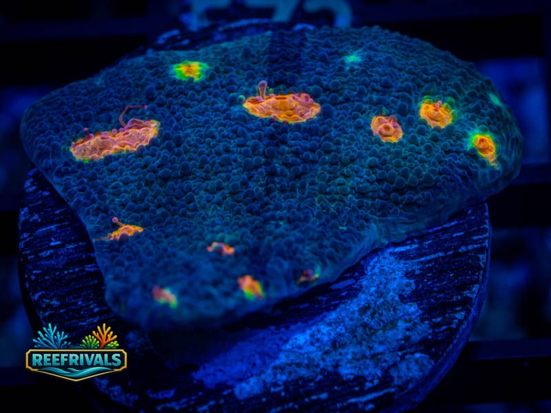 WWC Miami Hurricane Chalice WYSIWYG coral image | ReefRivals WWC Miami Hurricane Chalice coral image from ReefRivals, listed as Echinophyllia sp. and Chalices