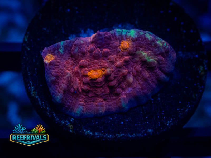 WWC Aussie Golden Eye Chalice coral image from ReefRivals, listed as Echinophyllia sp. and Chalices
