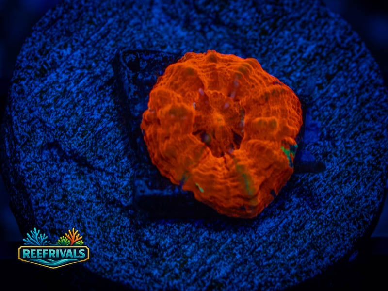 RVL Aussie Indo Button Scoly WYSIWYG coral image | ReefRivals RVL Aussie Indo Button Scoly coral image from ReefRivals, listed as Zoanthus sp. and Zoas