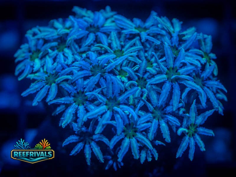 RVL Daisy Pipe Organ WYSIWYG coral image | ReefRivals RVL Daisy Pipe Organ coral image from ReefRivals, listed as Tubipora musica and Soft Coral