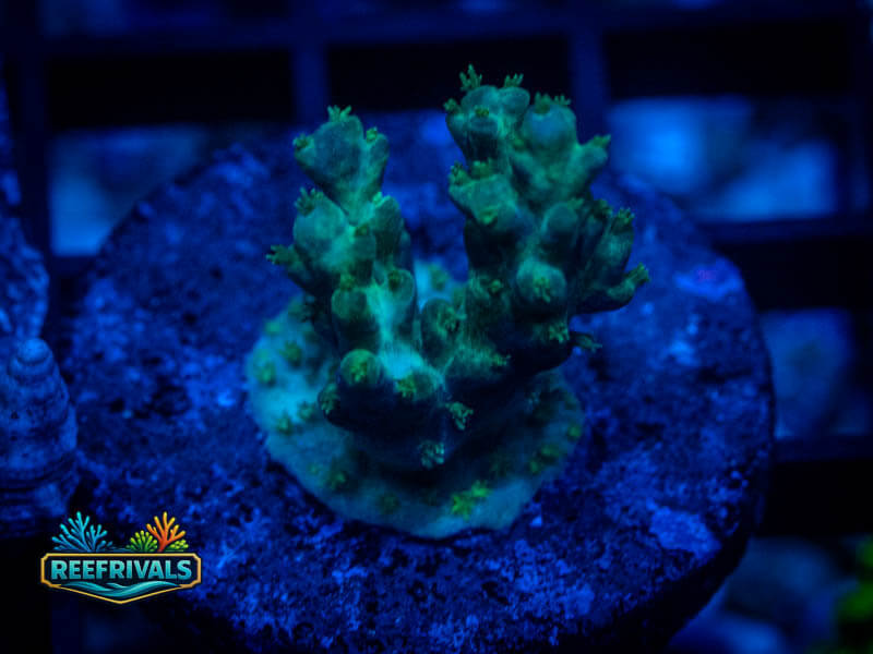 QCC Electric Limeade Acro coral image from ReefRivals, listed as Acropora sp. and Acros