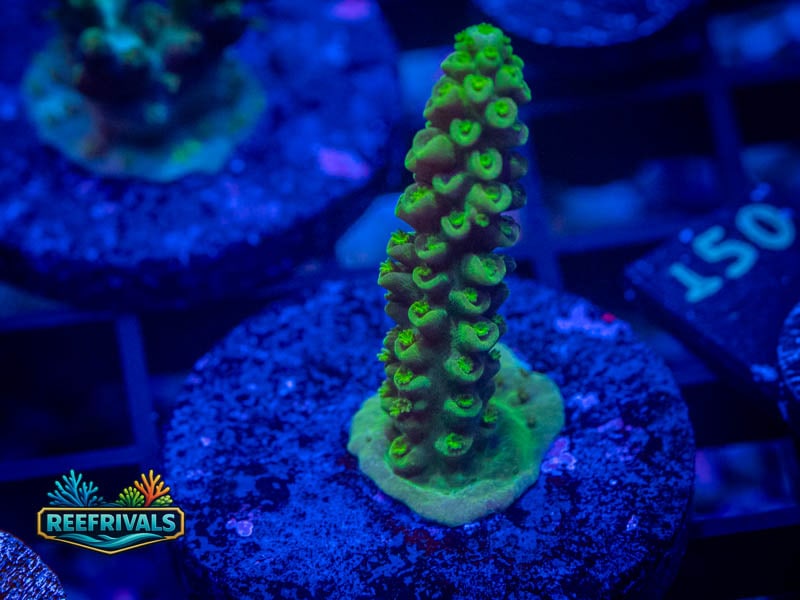 TSA Green Slimer Stag Acro coral image from ReefRivals, listed as Acropora sp. and Acros