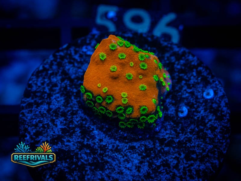 ECC Sunset Monti WYSIWYG coral image | ReefRivals ECC Sunset Monti coral image from ReefRivals, listed as Montipora sp. and Montis