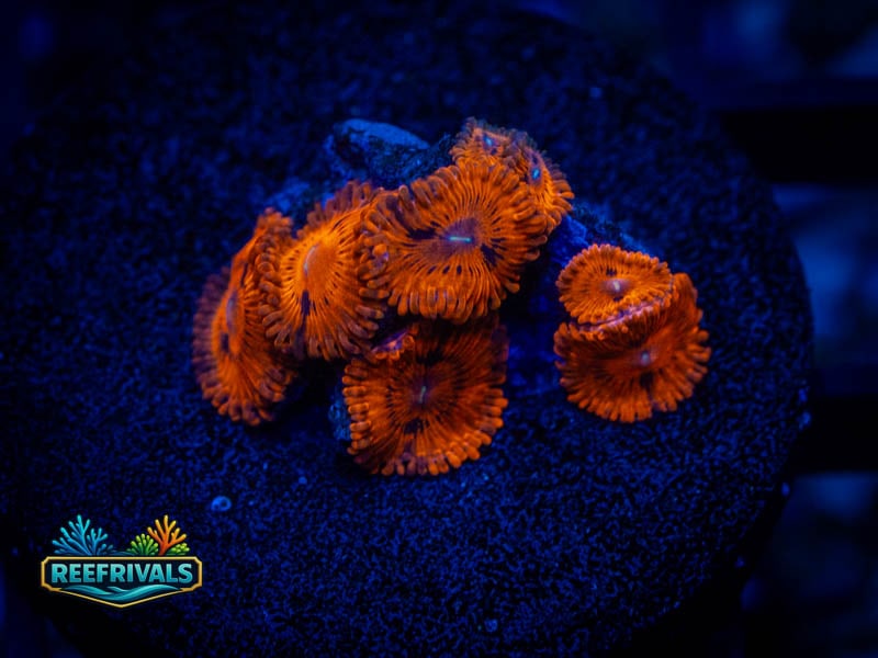 ARC VDM Zoa WYSIWYG coral image | ReefRivals ARC VDM Zoa coral image from ReefRivals, listed as Zoanthus sp. and Zoas