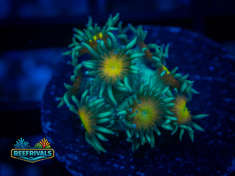 JC Sunflower Goni WYSIWYG coral image | ReefRivals JC Sunflower Goni coral image from ReefRivals, listed as Zoanthus sp. and Zoas