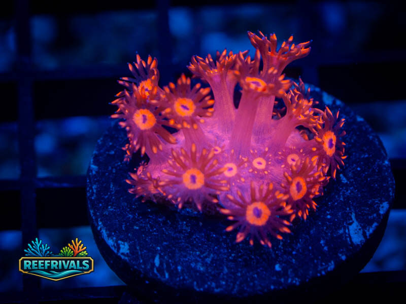 RVL Pretty N' Pinl Goni coral image from ReefRivals, listed as Goniopora sp. and Soft Coral