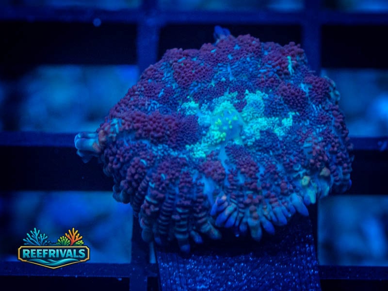 RVL Illenium Mushroom coral image from ReefRivals, listed as Discosoma sp. and Mushrooms