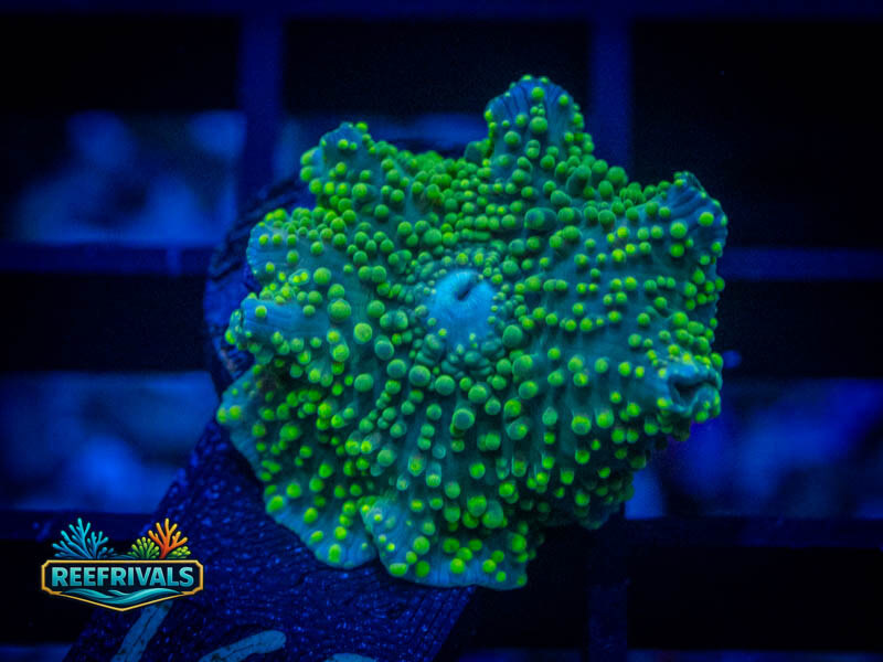 RVL Limeade Crush Yuma Mushroom WYSIWYG coral image | ReefRivals RVL Limeade Crush Yuma Mushroom coral image from ReefRivals, listed as Discosoma spp. and Mushrooms