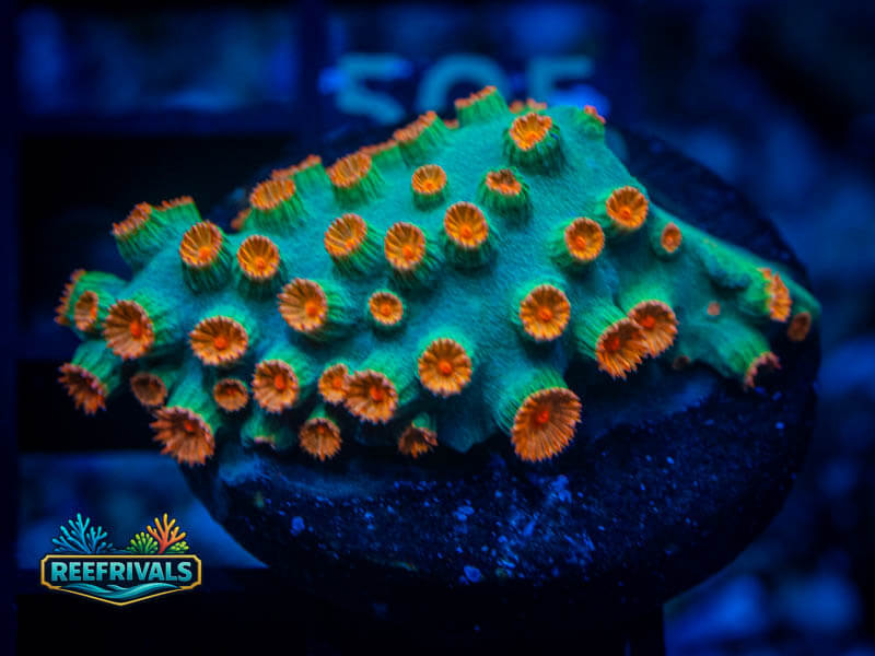 ECC Meteor Shower Cyphastrea WYSIWYG coral image | ReefRivals ECC Meteor Shower Cyphastrea coral image from ReefRivals, listed as Cyphastrea sp. and Encrusting