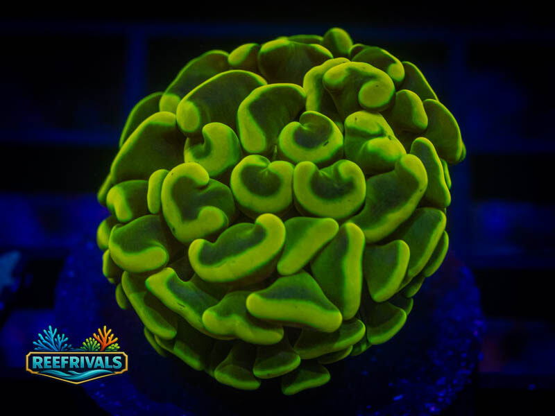 WWC Radioactive Yellow Hammer coral image from ReefRivals, listed as Fimbriaphyllia ancora and Hammers