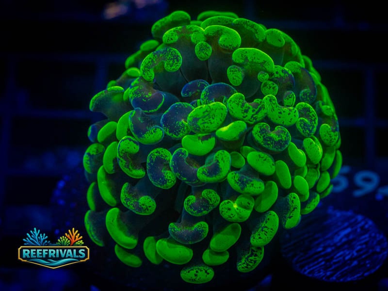 WWC Future Girlfriend Splatter Hammer coral image from ReefRivals, listed as Fimbriaphyllia ancora and Hammers