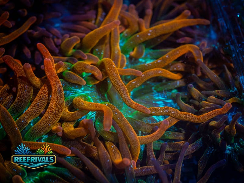 ECC Rainbow Inferno BTA WYSIWYG coral image | ReefRivals ECC Rainbow Inferno BTA coral image from ReefRivals, listed as Actiniaria sp. and Soft Coral