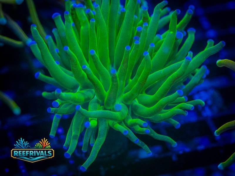 ECC Holy Grail Torch (Blue Tip) WYSIWYG coral image | ReefRivals ECC Holy Grail Torch (Blue Tip) coral image from ReefRivals, listed as Euphyllia glabrescens and Torches