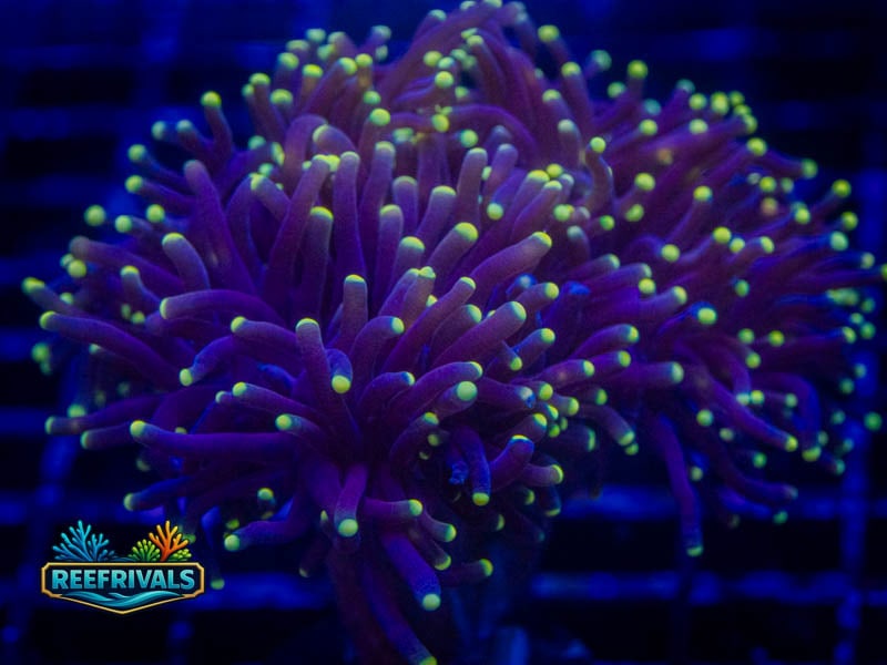 RVL Indo Peach Tip Torch coral image from ReefRivals, listed as Euphyllia glabrescens and Torches