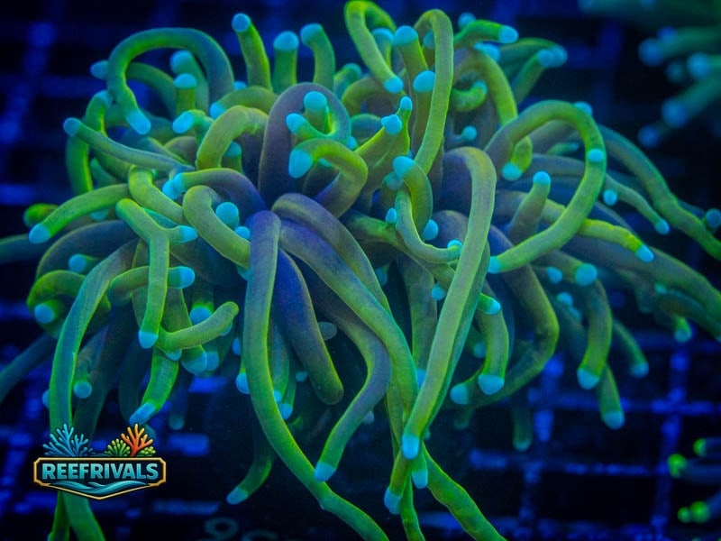 CC 21 Tails Torch WYSIWYG coral image | ReefRivals CC 21 Tails Torch coral image from ReefRivals, listed as Euphyllia glabrescens and Torches