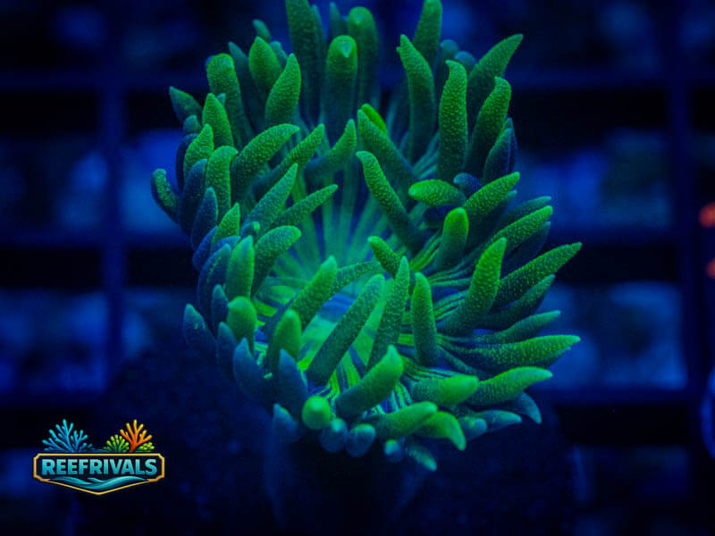 RVL Splunkin' Duncan WYSIWYG coral image | ReefRivals RVL Splunkin' Duncan coral image from ReefRivals, listed as Duncanopsammia axifuga and Duncans
