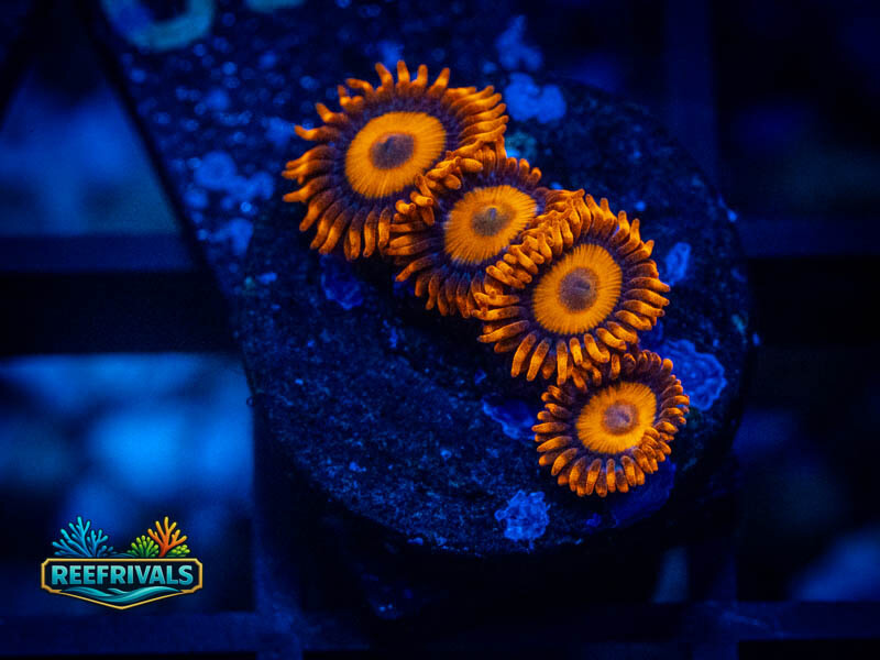 ECC Orange Oxide Zoa WYSIWYG coral image | ReefRivals ECC Orange Oxide Zoa coral image from ReefRivals, listed as Zoanthus sp. and Zoas