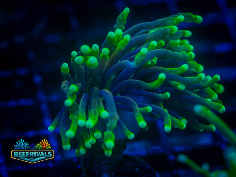 RVL Blacklight Torch WYSIWYG coral image | ReefRivals RVL Blacklight Torch coral image from ReefRivals, listed as Euphyllia glabrescens and Soft Coral