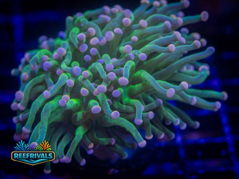 TG Cotton Candy Torch coral image from ReefRivals, listed as Euphyllia glabrescens and Torches