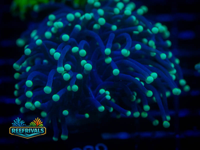 RVL Highlighter Tip Torch coral image from ReefRivals, listed as Euphyllia glabrescens and Soft Coral