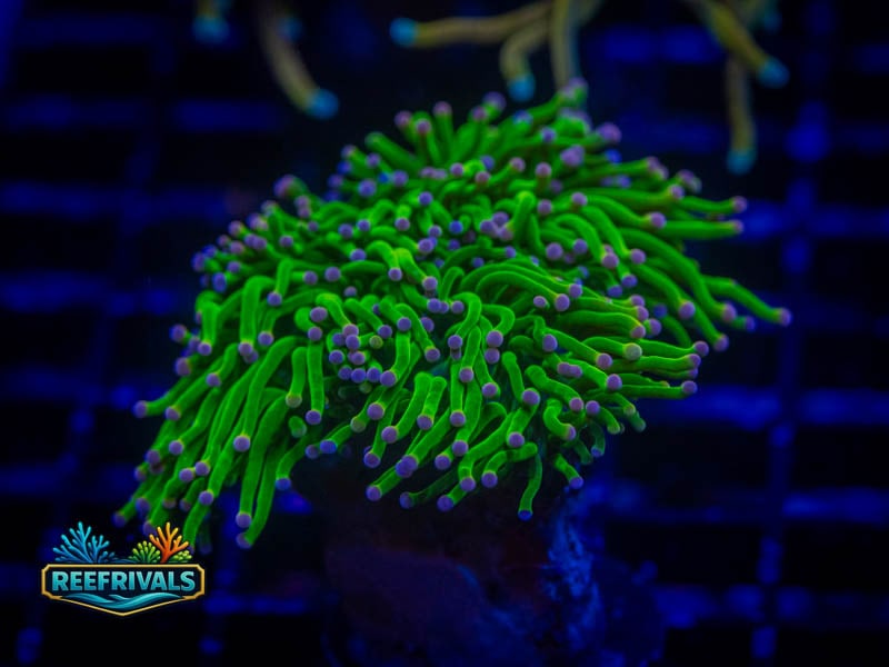 KK Pink Tip Holy Grail Torch coral image from ReefRivals, listed as Euphyllia glabrescens and Torches