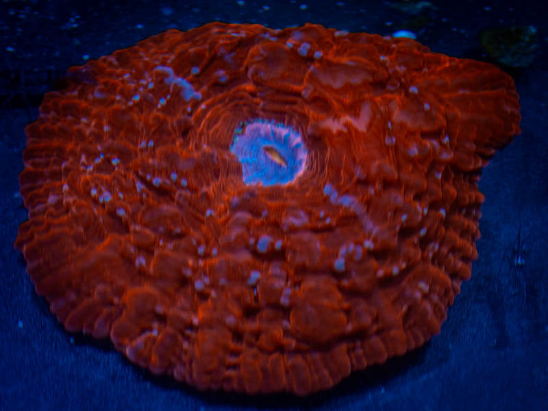 QCC Ring of Fire Cynarina (XL!!) coral image from ReefRivals, listed as Cynarina sp. and Soft Coral