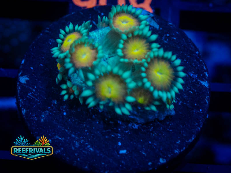 ECC Sunflower Goni WYSIWYG coral image | ReefRivals ECC Sunflower Goni coral image from ReefRivals, listed as Goniopora sp. and Soft Coral