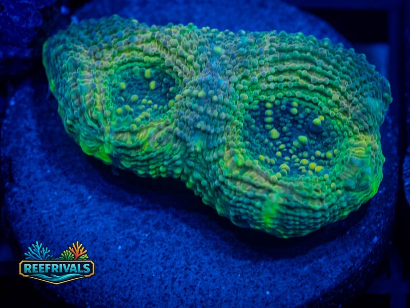 RVL Deep Soul Echinata coral image from ReefRivals, listed as Micromussa sp. and Acans