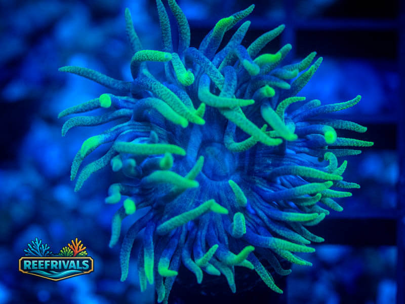 RVL Splunkin' Duncan coral image from ReefRivals, listed as Duncanopsammia axifuga and Duncans