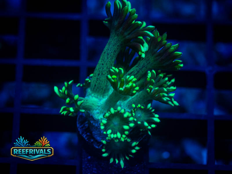 RVL Lemon Lime Goni coral image from ReefRivals, listed as Goniopora sp. and Gonis