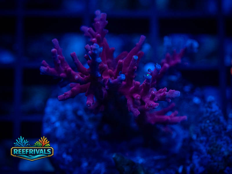 TG Red Dragon Acro coral image from ReefRivals, listed as Acropora sp. and Acros