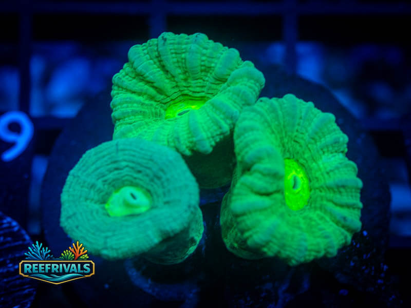 RVL Kryptonite Candy Cane coral image from ReefRivals, listed as Caulastrea sp. and LPS Branching