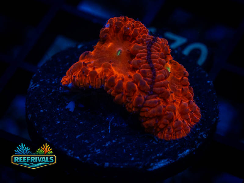 QCC Phoenix Fire Blasto WYSIWYG coral image | ReefRivals QCC Phoenix Fire Blasto coral image from ReefRivals, listed as Blastomussa sp. and LPS Fleshy