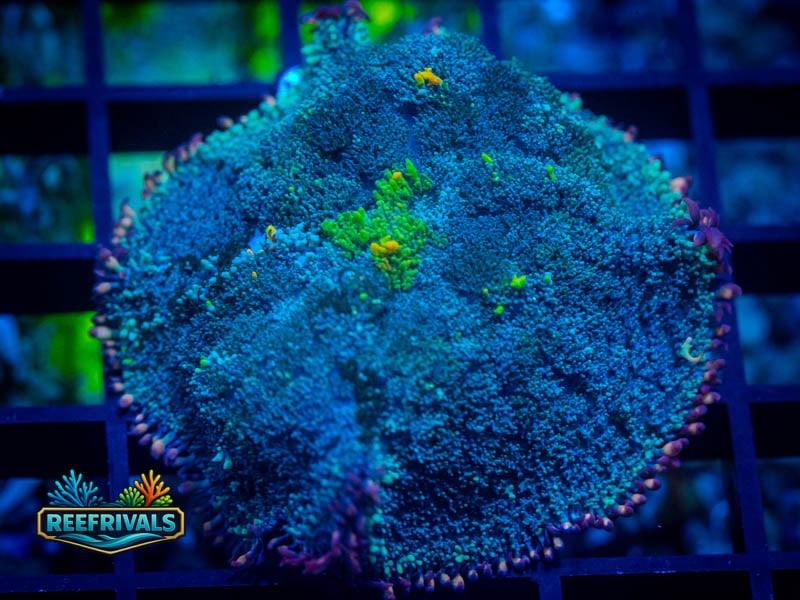 WWC OG Bounce Mushroom WYSIWYG coral image | ReefRivals WWC OG Bounce Mushroom coral image from ReefRivals, listed as Rhodactis spp. and Mushrooms
