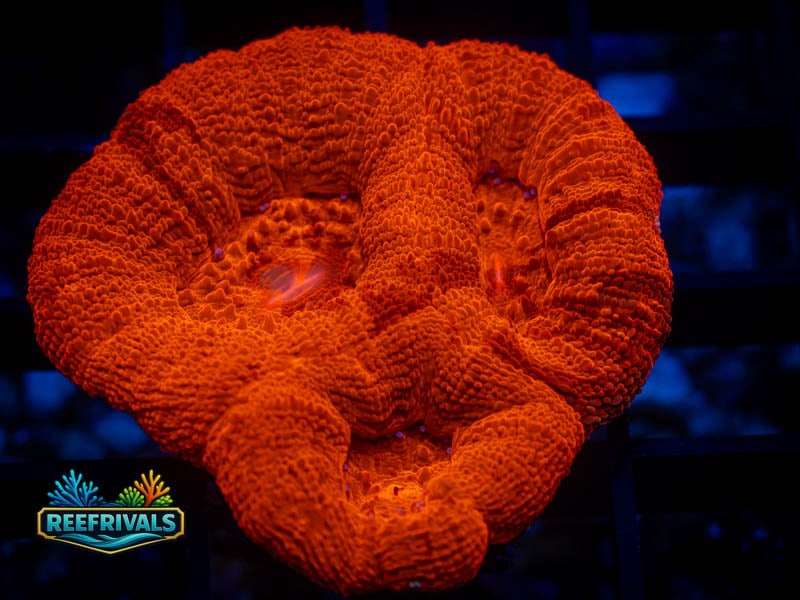 VA Red Hot Bowerbanki coral image from ReefRivals, listed as Micromussa sp. and Acans