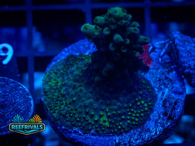 QCC ELectric Limeade Acro coral image from ReefRivals, listed as Acropora sp. and Soft Coral