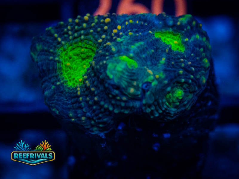 RVL Green Incenerator Echinata coral image from ReefRivals, listed as Micromussa sp. and Acans
