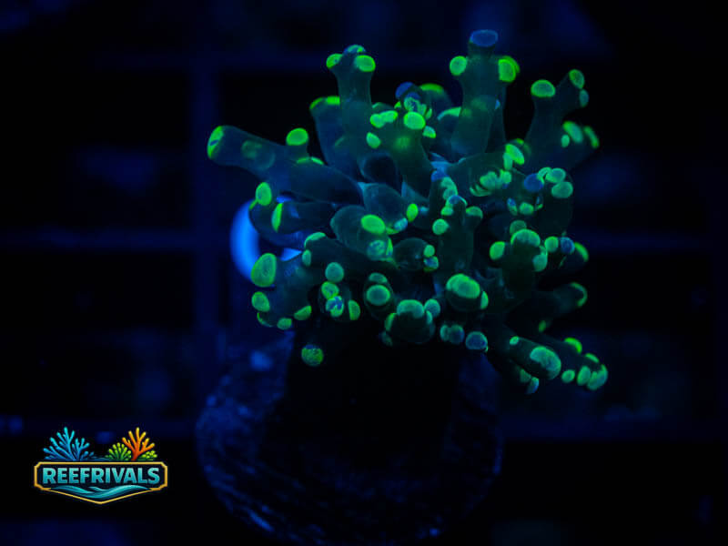 RVL Green Splatter Frammer coral image from ReefRivals, listed as Fimbriaphyllia ancora and Hammers